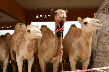 Close up de chameaux au marché aux chameaux, Al Ain, Émirats arabes unis.
