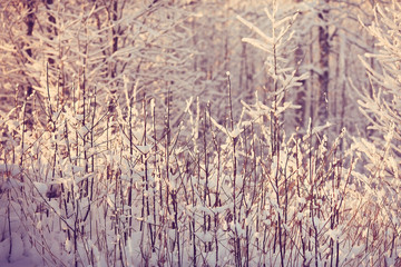 frosty winter morning landscape nature sunny