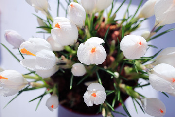 spring bouquet of flowers, white crocus snowdrops