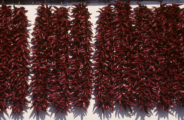 Culture du paprika  / Séchage traditionnel / Hongrie