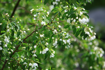 branch of apple blossom