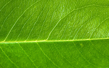 Fresh green leaf texture macro background