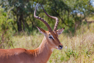 Naklejka na ściany i meble Impala Rooibok Torso Kruger National Park