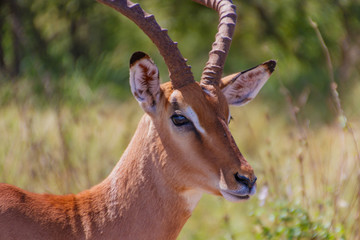 Impala Rooibok Head close-up