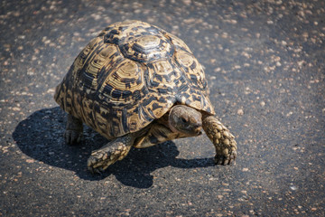 Tortoise on road front matching tar surface colors