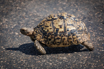Tortoise walk on road Side matching tar surface colors