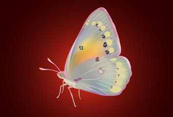 realistic vector butterflies