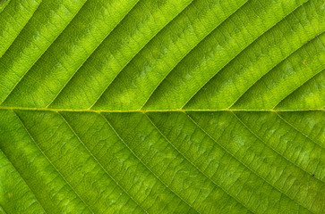 Fresh green leaf texture, leaf macro background
