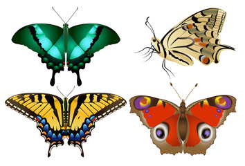 Fototapeta na wymiar Set of realistic vector butterflies