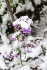 It is a flower of a plum to fresh snow.