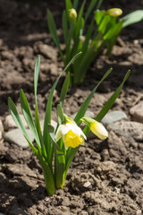 Daffodils on a flower bed