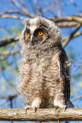 Asio otus. Búho Chico joven.