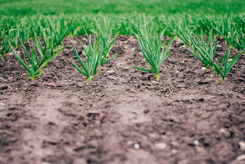 Cultivation of garlic