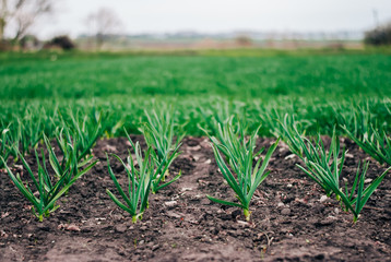 Young garlic in the garden