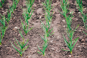Planting of spring garlic