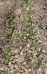 Landing garlic and onions in the garden