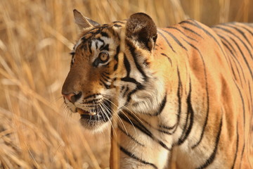 Tiger in a beautiful golden light in Ranthambhore National Park in India, panthera tigris, royal bengal tiger, indian wildlife, tigress, female