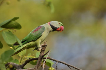 Indian green parakeet in Kaziranga/parakeet/Indian green parakeet in Kaziranga