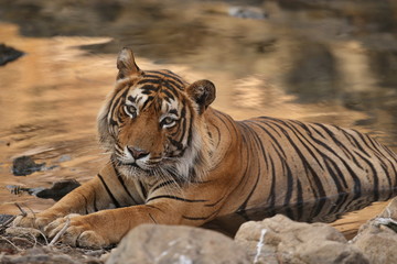 Fototapeta na wymiar Tiger in a beautiful ight in Ranthambhore National Park in India, panthera tigris, royal bengal tiger, indian wildlife, dominant boy, male tiger