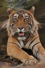 Tiger in a beautiful ight in Ranthambhore National Park in India, panthera tigris, royal bengal tiger, indian wildlife, dominant boy, male tiger