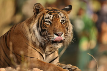 Tiger in a beautiful ight in Ranthambhore National Park in India, panthera tigris, royal bengal tiger, indian wildlife, dominant boy, male tiger