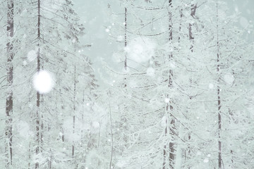 snowy winter landscape in the Christmas forest