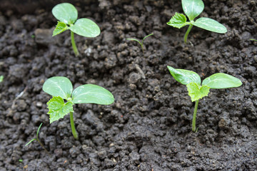 First leaves on cucumber seedlings