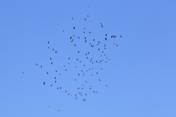 Flock of ibis and clear sky