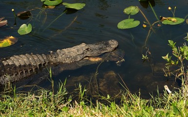 Alligator eating turtle
