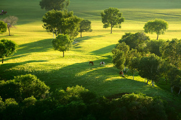 Toad dam grassland landscape.