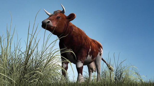 cow - close up of a brown white cow on green grass with blue sky in the background