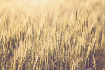 Beautiful landscape of Barley field at sunset time