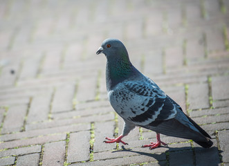 Dove walking along street