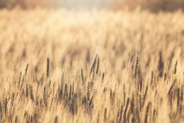 Beautiful landscape of Barley field at sunset time