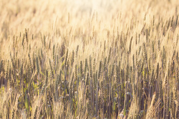 Beautiful landscape of Barley field at sunset time
