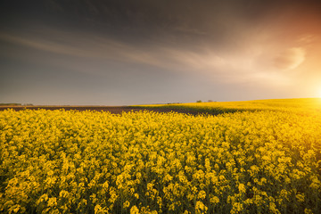 Obraz premium Yellow oilseed rape field under the blue bright sky