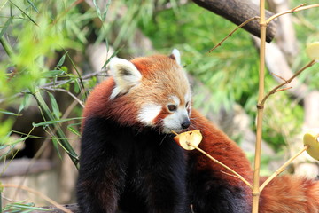 Naklejka premium Roter Panda (Kleiner Panda) beim Fressen