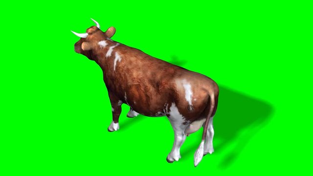 cow - brown cow standing motion - isolated  green screen 