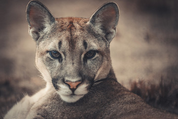 Naklejka premium puma