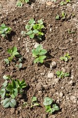 Strawberry bushes in the spring