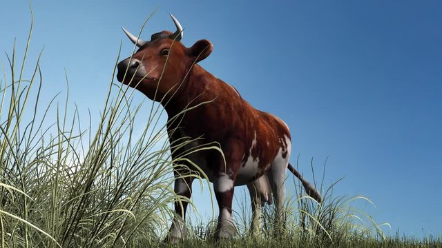 cow - close up of a brown white cow on green grass with blue sky in the background