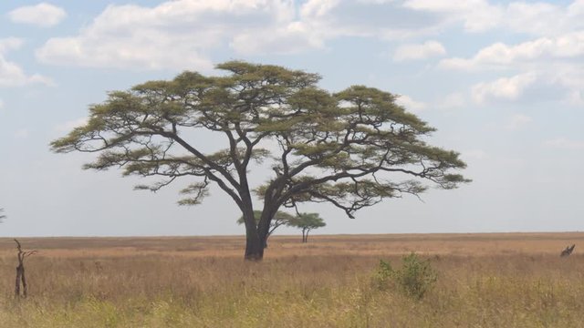 CLOSE UP: Fascinating prickly acacia tree standing alone in the middle of endless savannah grassland landscape in Serengeti national park. Majestic tree growing under the open blue sky in sunny Africa