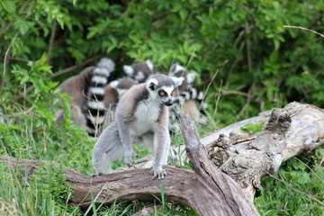 Katta (Lemur, Halbaffe) auf einem Ast