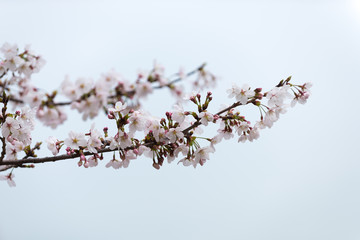 cherry blossom in japan