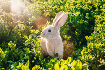 Little furry rabbit in the grass