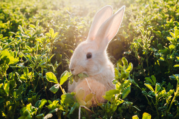 Little furry rabbit in the grass