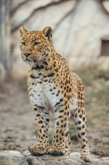 Leopard