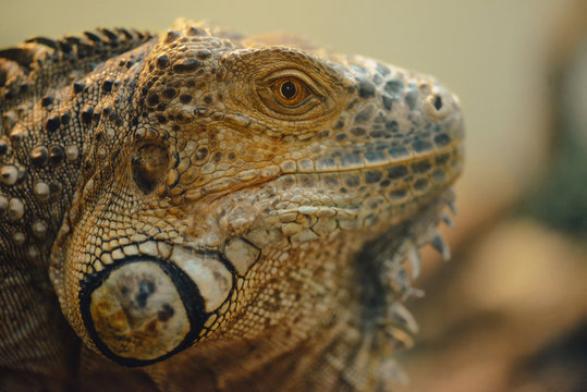 Portrait of iguana.