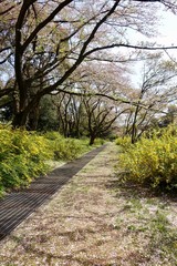 昭和記念公園の新緑