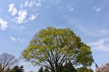 昭和記念公園の新緑